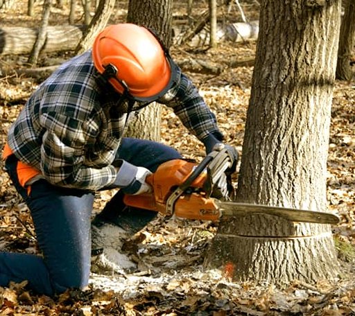 Tree Removal in Coral, PA